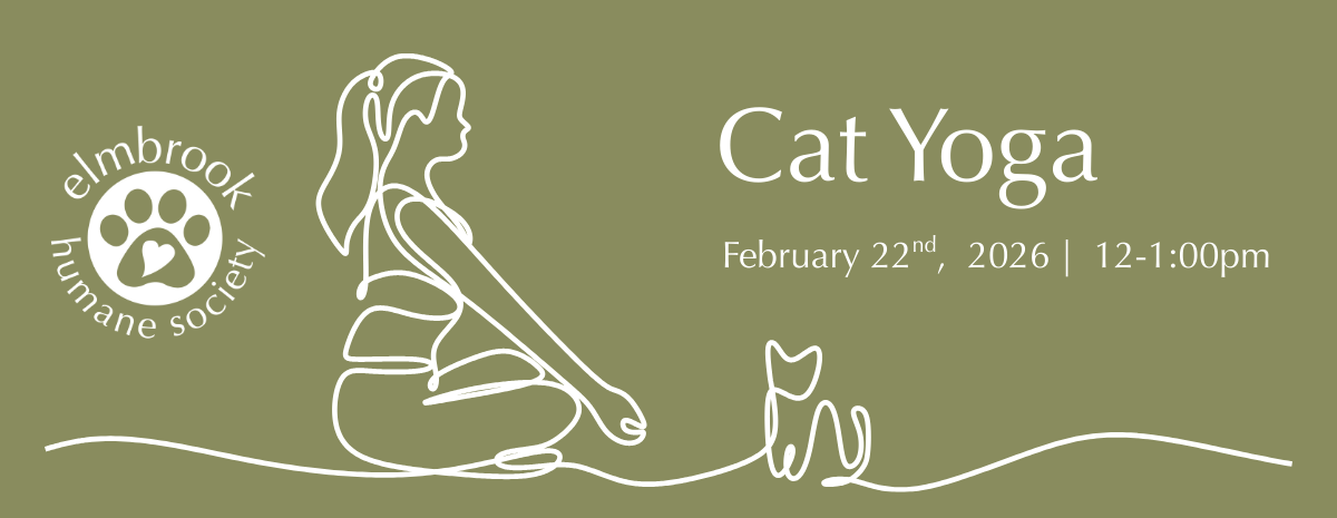 Cat Yoga - February 22nd, 12:00-1:00pm